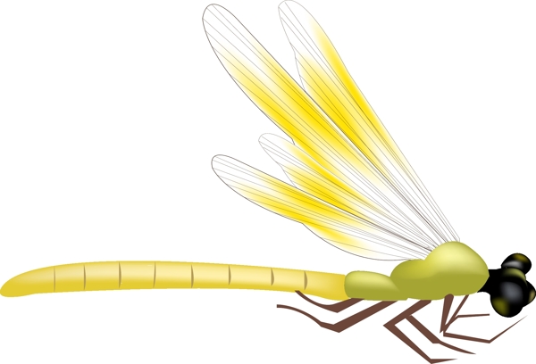 夏季黄色飞虫蜻蜓