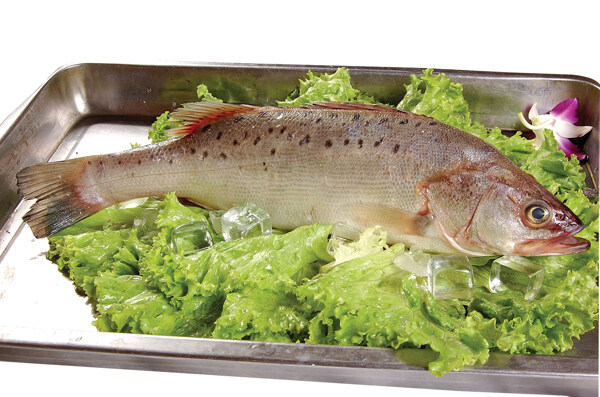 鱸魚