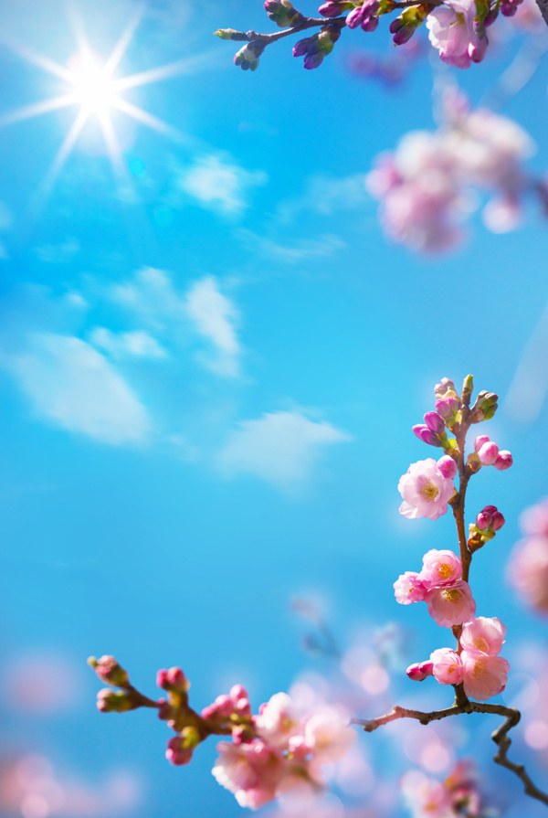 桃花圖片