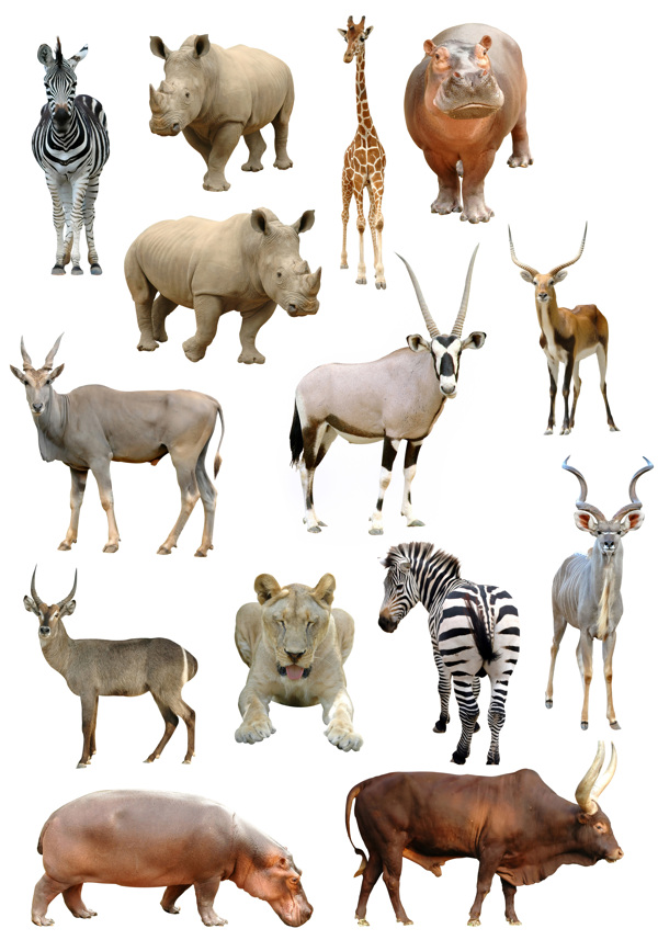14种野生动物高清图片