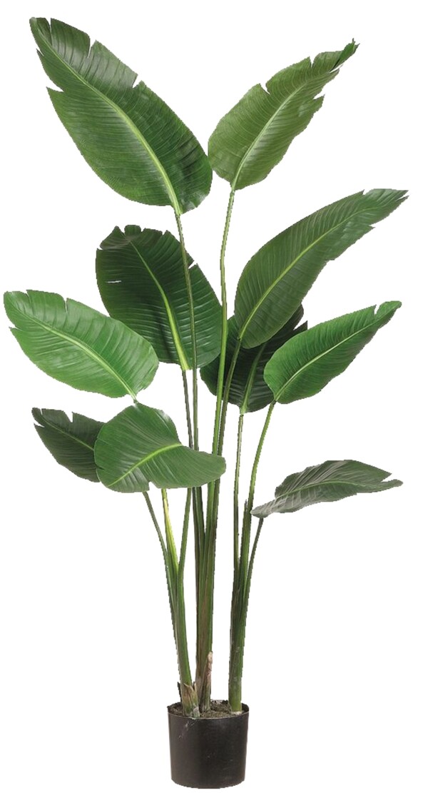 綠植植物盆栽綠色植被