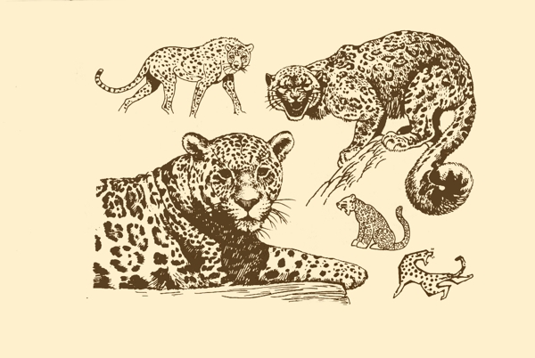 動物圖案豹圖片