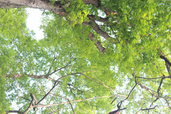 香樟圖片