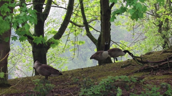 树林树木动物视频