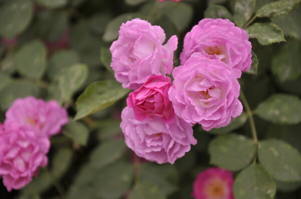 薔薇圖片