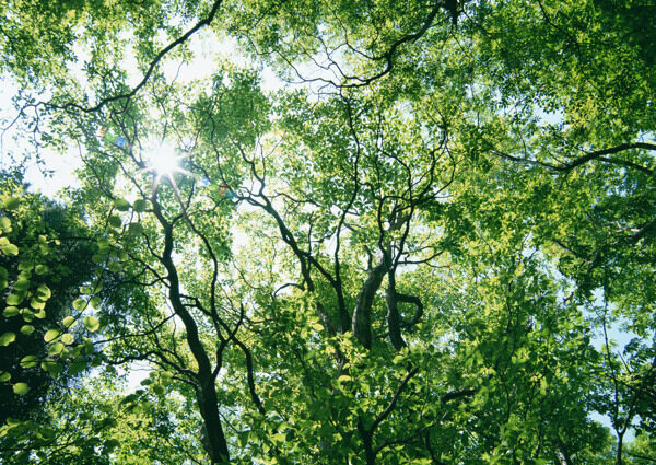 树林图片森林树木图片165