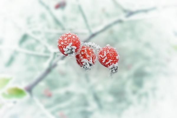 冬天山楂果图片