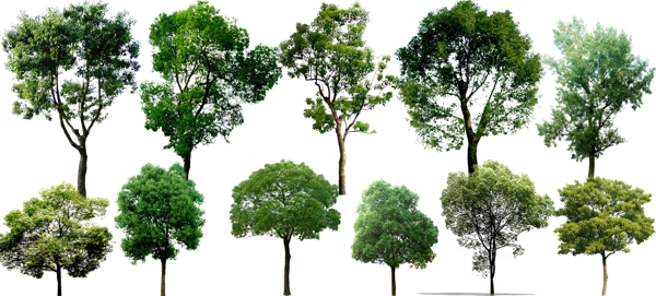 乔木绿化树种图片