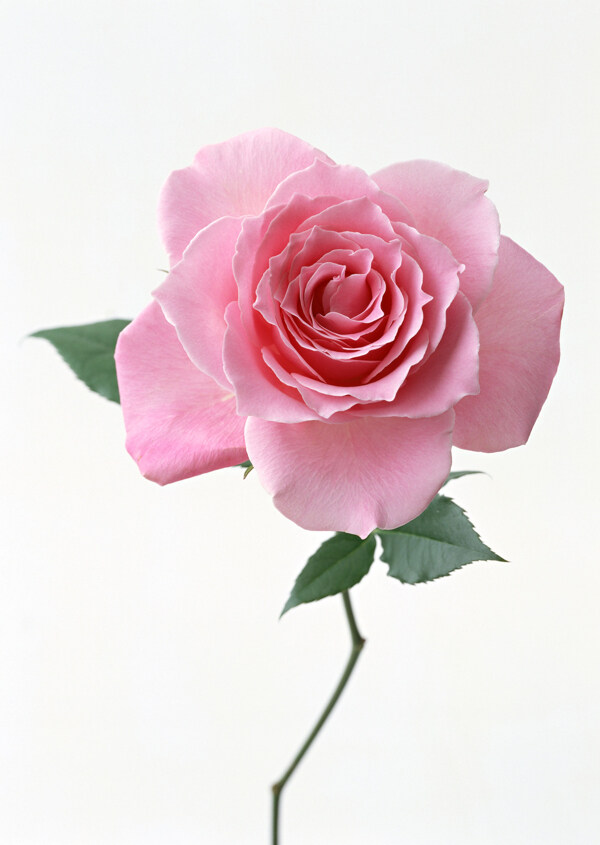 高清粉色玫瑰