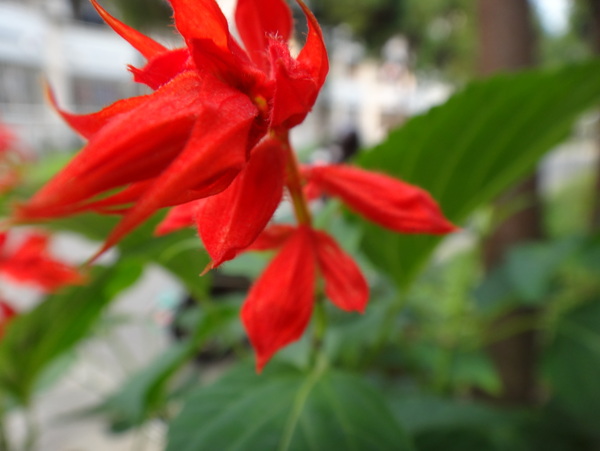 一串紅圖片