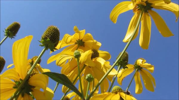 黄色的花和蓝色的天空