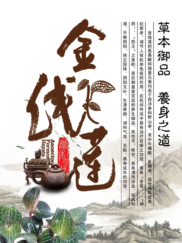 金線蓮宣傳廣告圖片