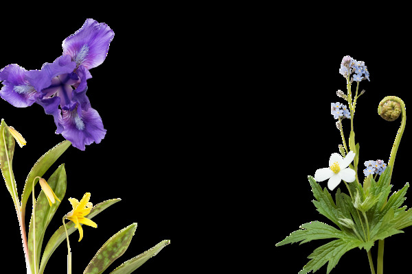 彩绘清新紫色花朵黄花绿叶png元素