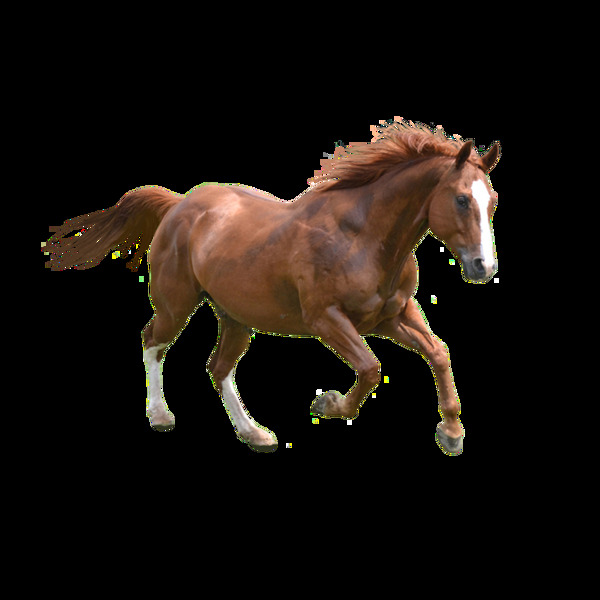 馬