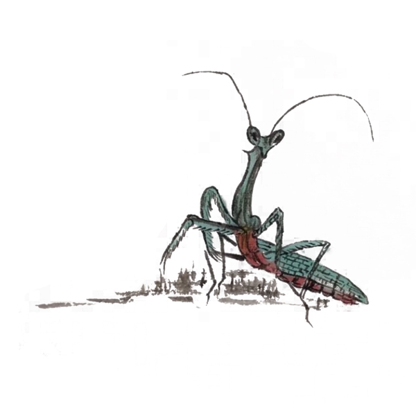 手绘昆虫螳螂手绘插画