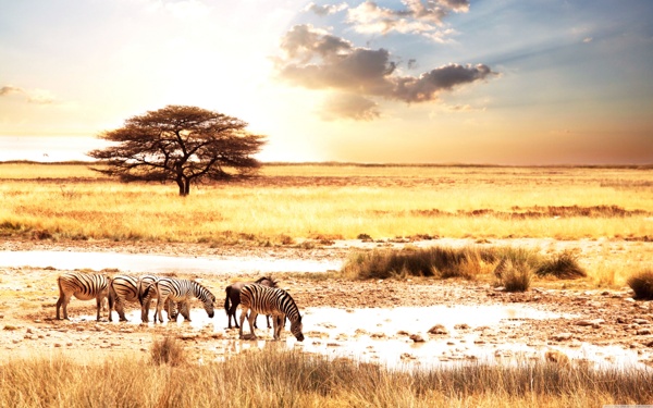 非洲大草原斑马的图片
