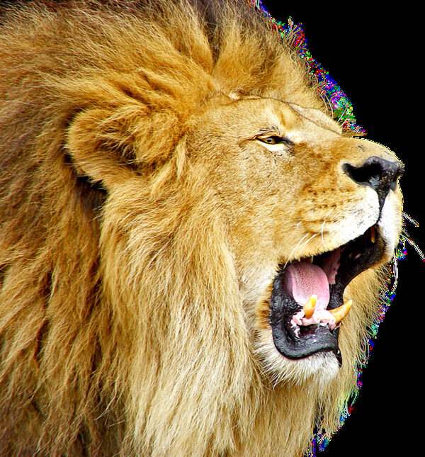 黄色咆哮的狮子免抠png透明素材