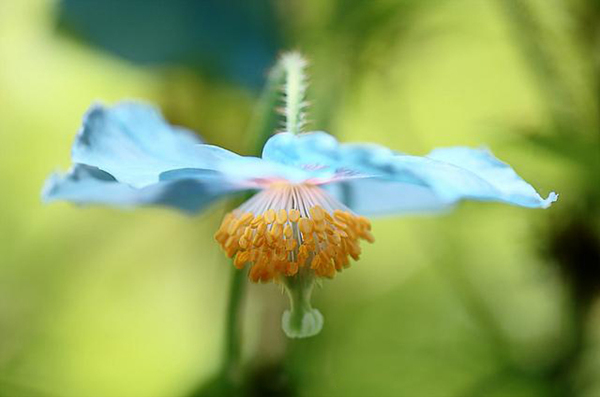 位圖植物花朵寫實(shí)花卉野花免費(fèi)素材