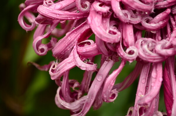 菊花圖片