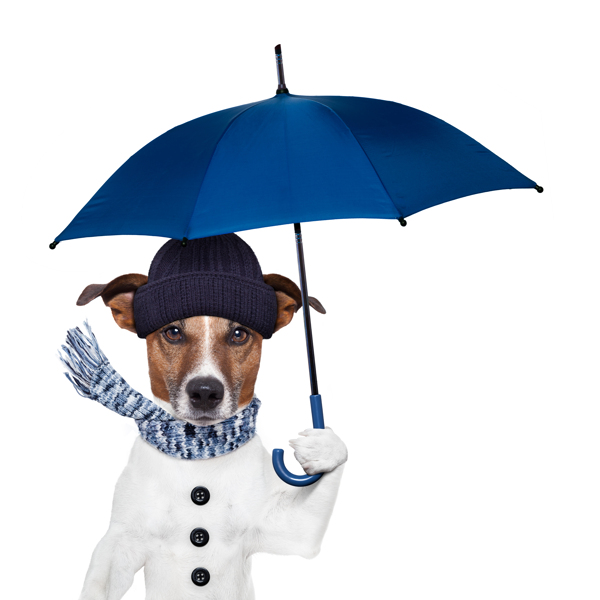 拿着雨伞的狗狗图片