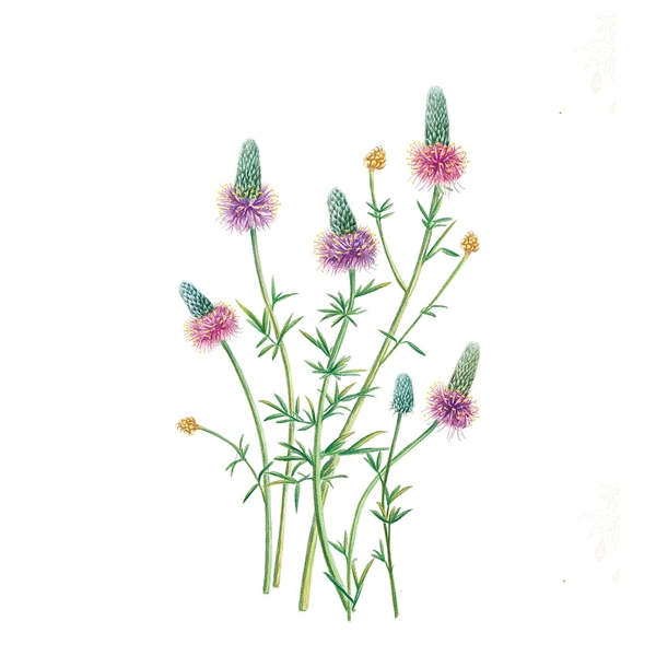 位圖寫意花卉植物花朵免費(fèi)素材