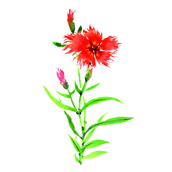 位圖植物寫意花卉花朵野花免費(fèi)素材