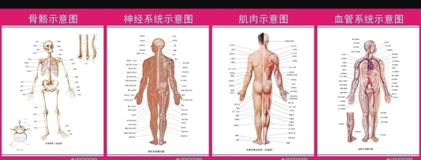 骨科解剖图