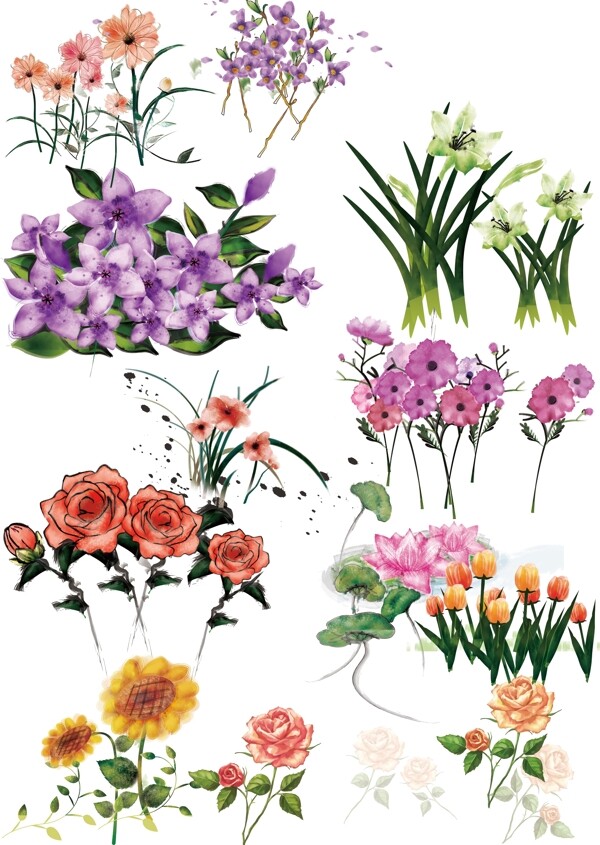 鮮花圖片