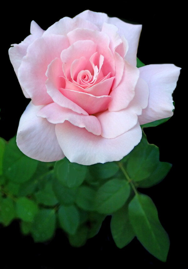 漂亮粉色玫瑰