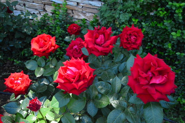 月季花