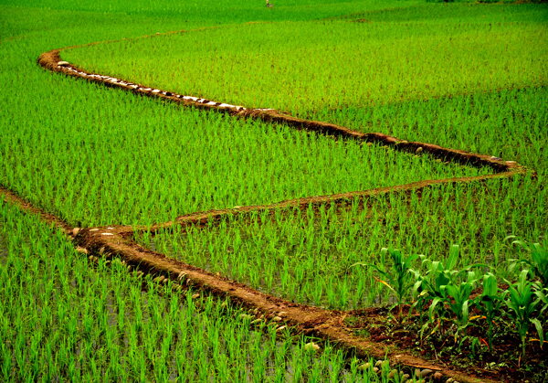 農(nóng)田圖片