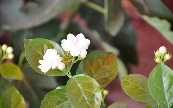 位圖植物花朵寫(xiě)實(shí)花卉免費(fèi)素材