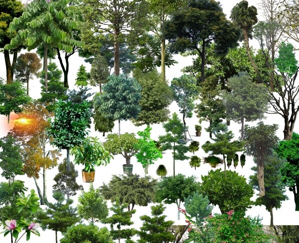 景观后期常用植物树种绿化