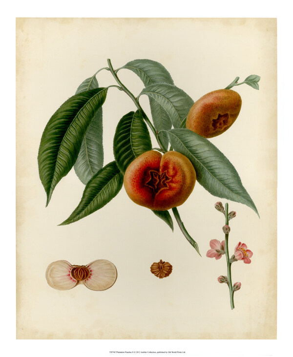 美式桃子水果复古装饰画图片