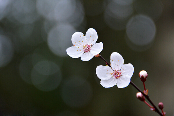 位圖植物攝影寫(xiě)實(shí)花卉花朵數(shù)碼照片免費(fèi)素材