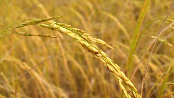 稻穗稻谷稻子丰收