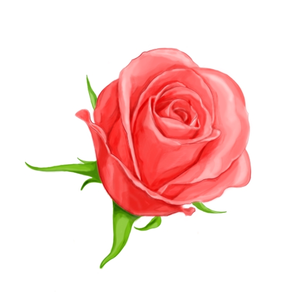 手绘粉色玫瑰花植物静物元素情人节礼物