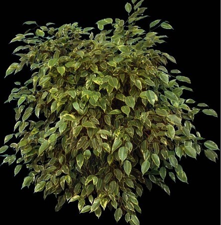 園林景觀植物ps素材