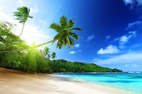 海边沙滩椰树和阳光图片