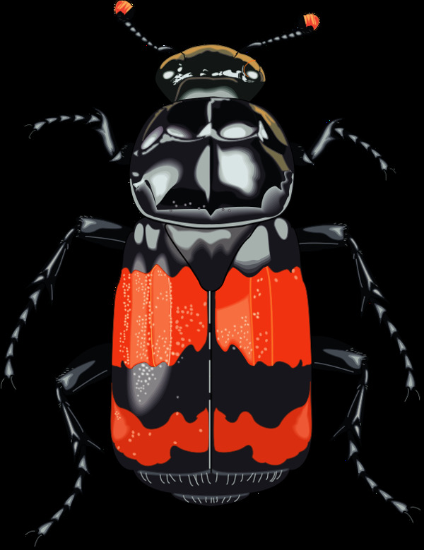 28昆蟲