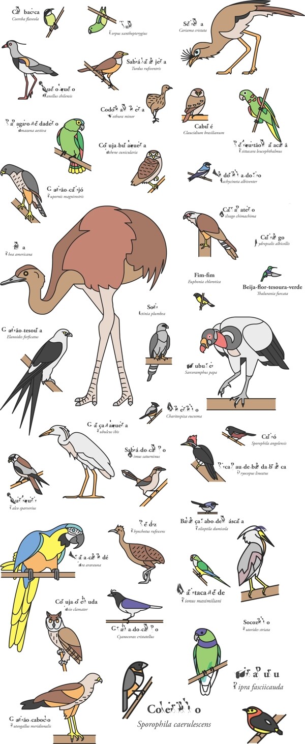 PPT元素海报杂志素材鸟类介绍教育背景