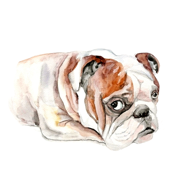 位圖插畫時尚插畫動物插畫藝術(shù)效果免費素材