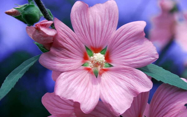 位圖植物圖案花朵寫實花卉牽?；赓M素材