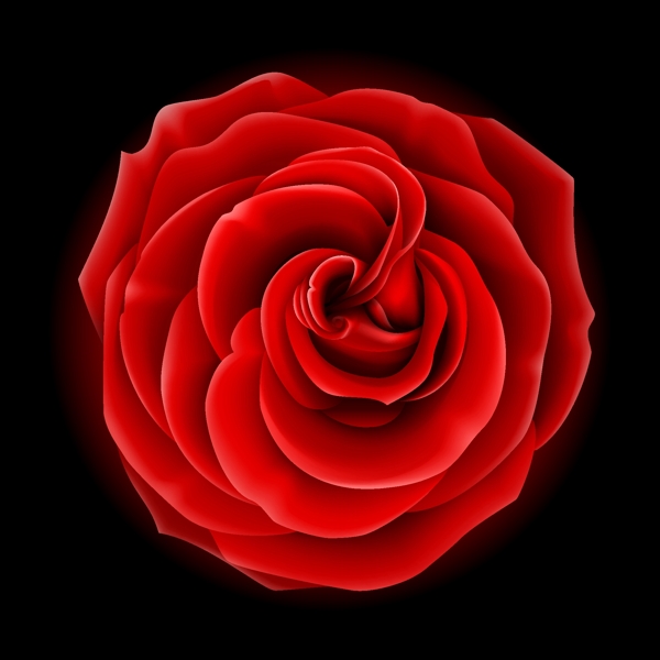 玫瑰花