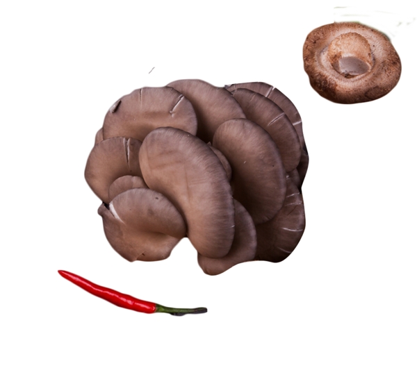 圆香菇个头大大的平菇