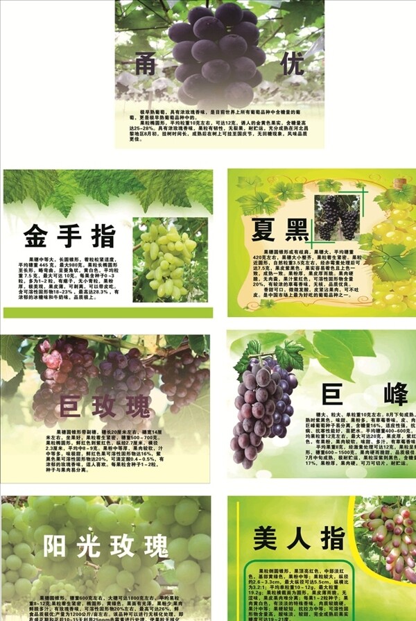 皋阳葡萄品种标牌