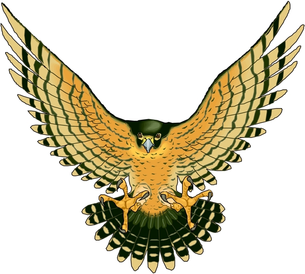 矢量逼真鳥類動物193