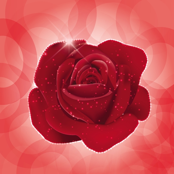 玫瑰花