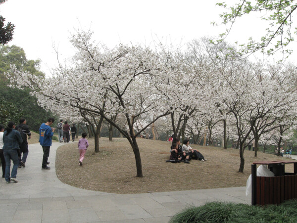 花白花樹(shù)