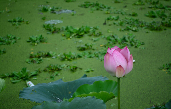 雨后荷花